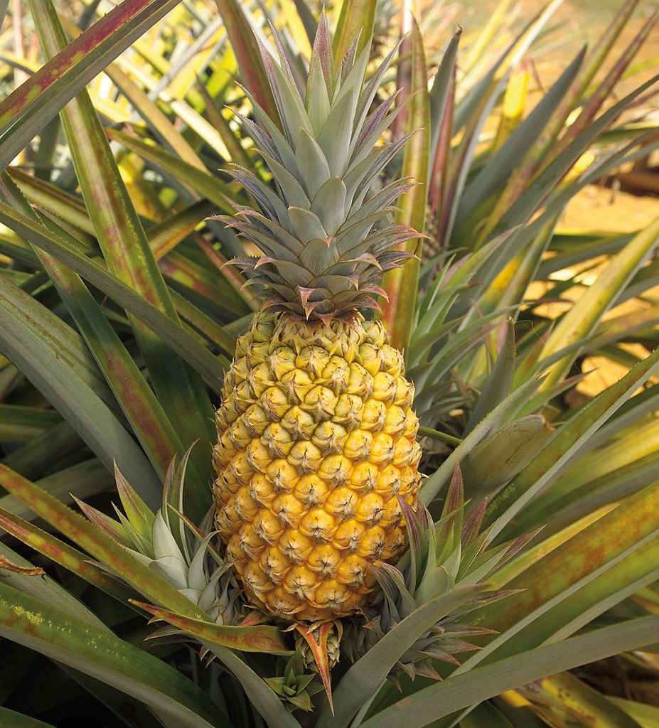 november-business-brief-coral-gables