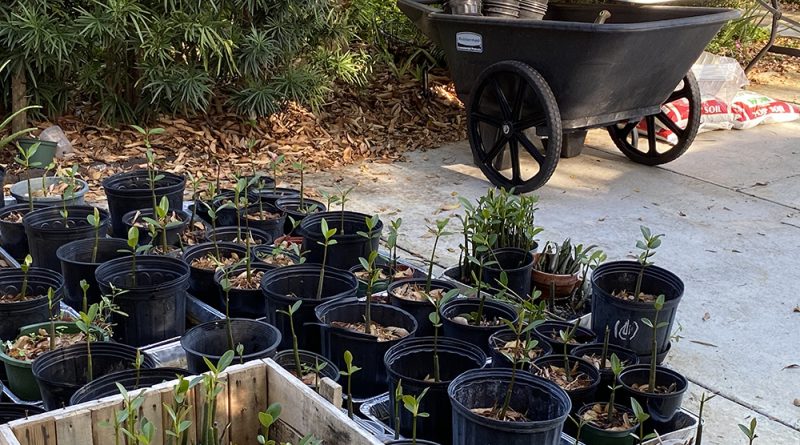 The Garden Club’s Mangrove Project