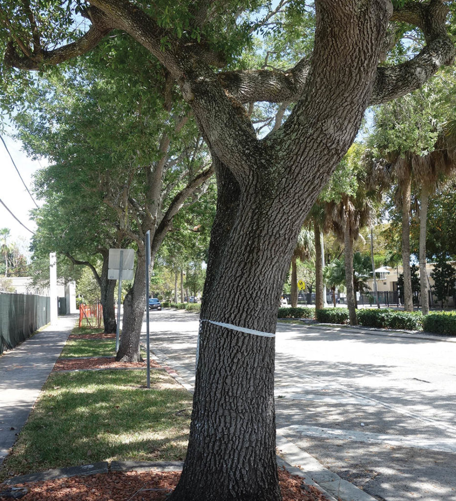 Mature trees on the sidewalks of Grand Avenue - Wawa is Taken to Court