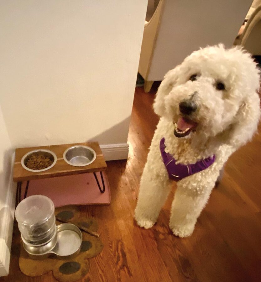 Dog Approved dishes
