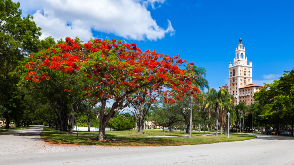 Talk of the Town: A Royalo Poinciana in bloom infront of the Biltmore Hotel.