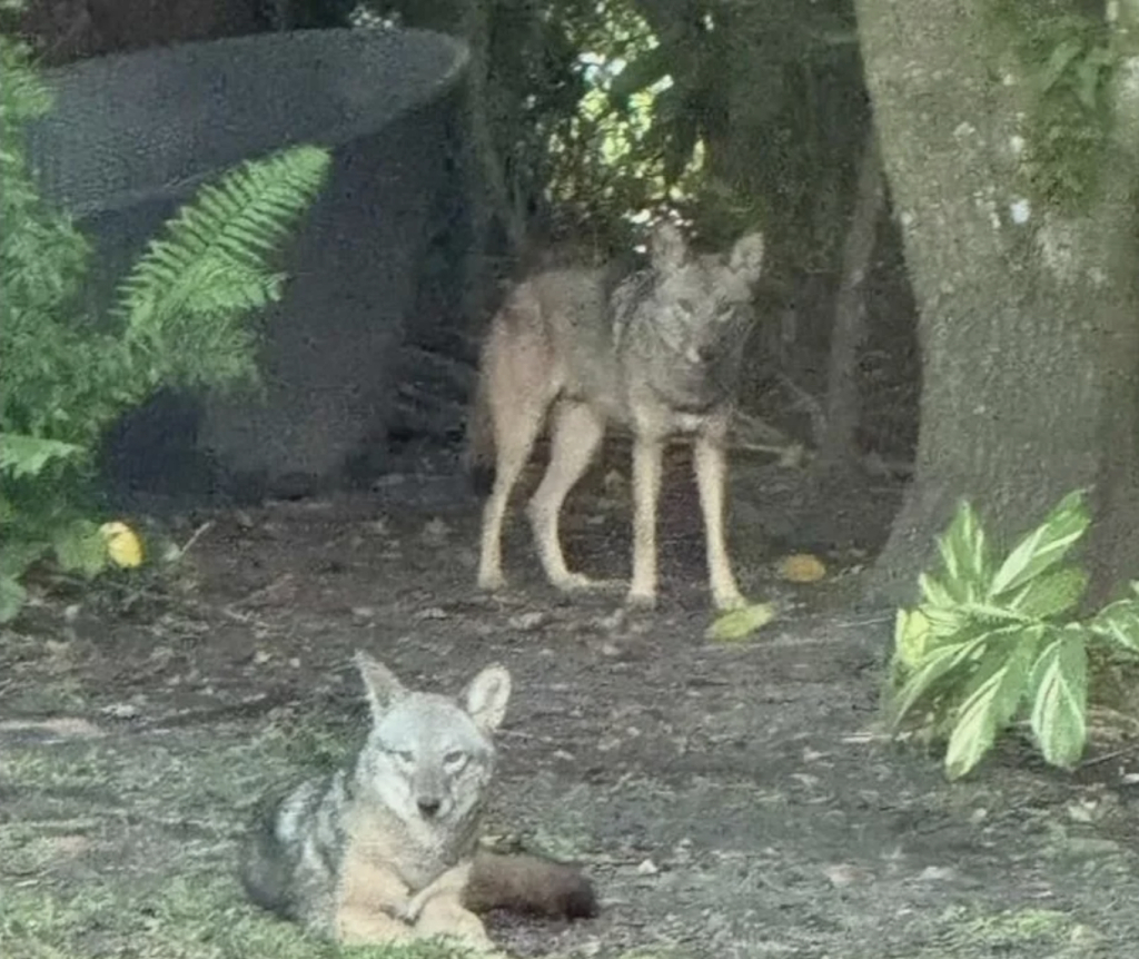 coyote sighting Coral Gables backyard